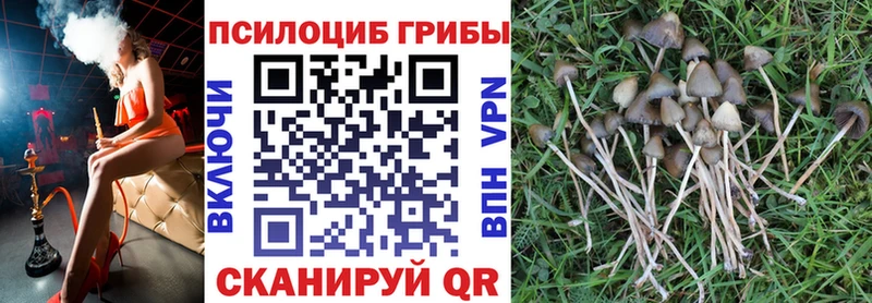Псилоцибиновые грибы Psilocybine cubensis  купить  сайты  Тосно 